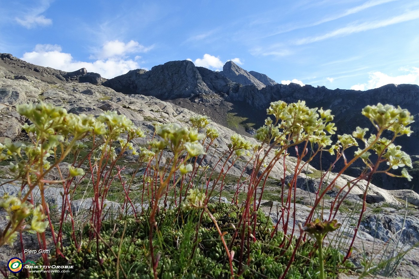 69 Saxifraga Vandellii con Trobio e cima Recastello.JPG